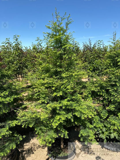 Jade Prince® Dawn Redwood