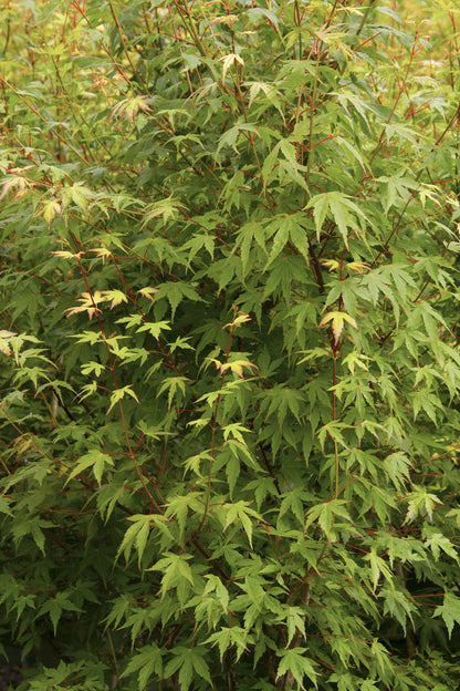 #5 Acer palmatum Japanese Maple (Green)