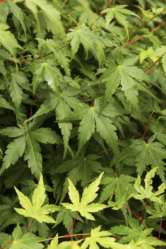 #5 Acer palmatum Japanese Maple (Green)