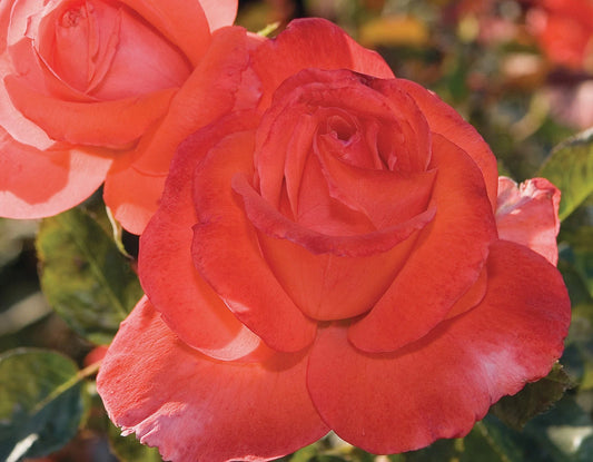 #2 Lasting Peace™ Grandiflora Rose