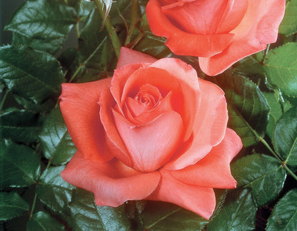 #2 Lasting Peace™ Grandiflora Rose