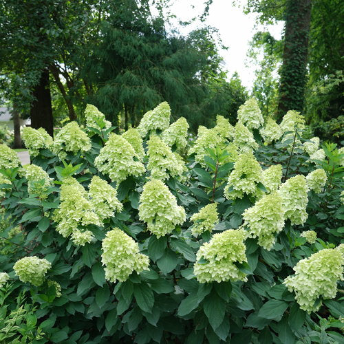#7 Hydrangea paniculata ‘Limelight Prime’ Hydrangea