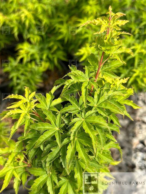 #6 Lion's Head Japanese Maple