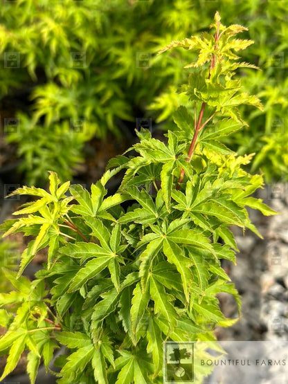 #6 Lion's Head Japanese Maple