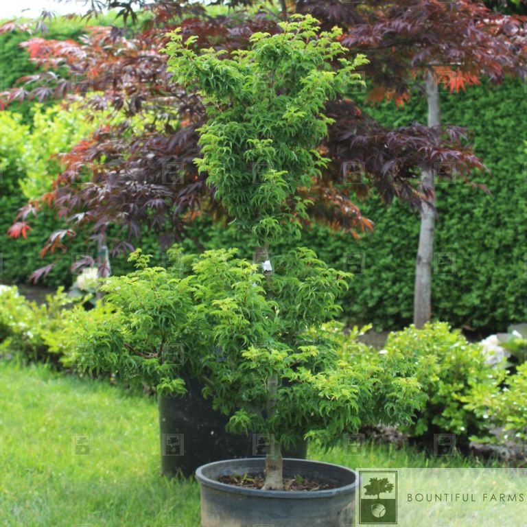 #6 Lion's Head Japanese Maple