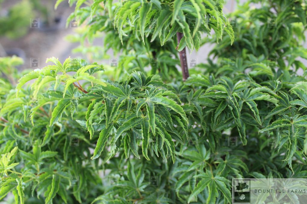 #6 Lion's Head Japanese Maple