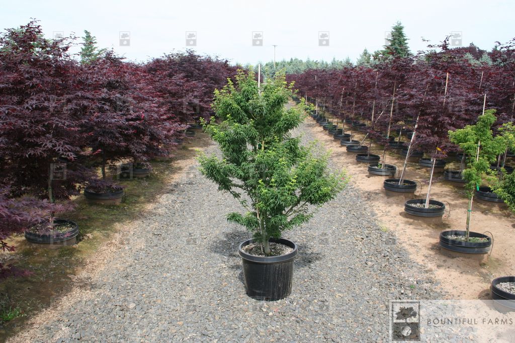 #6 Lion's Head Japanese Maple