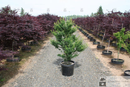 #6 Lion's Head Japanese Maple