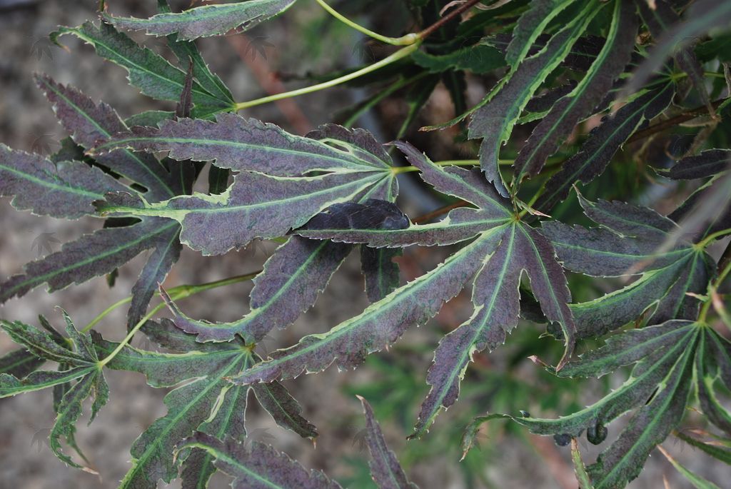 #2 Acer palmatum ‘Manyo no Sato’ Japanese Maple