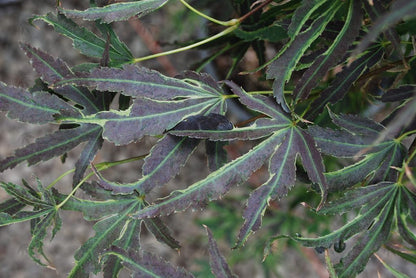 #2 Acer palmatum ‘Manyo no Sato’ Japanese Maple
