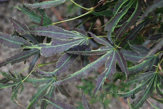 #2 Acer palmatum ‘Manyo no Sato’ Japanese Maple