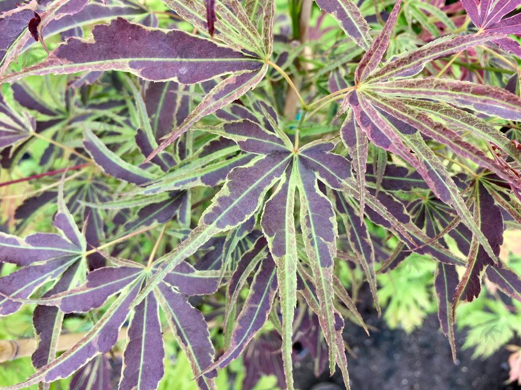 #2 Acer palmatum ‘Manyo no Sato’ Japanese Maple