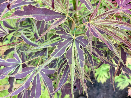 #2 Acer palmatum ‘Manyo no Sato’ Japanese Maple