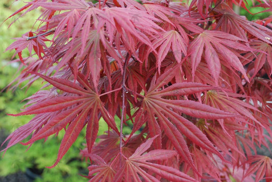 #3 Acer shirasawanum ‘Mikado’ Japanese Maple
