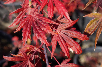 #3 Acer shirasawanum ‘Mikado’ Japanese Maple