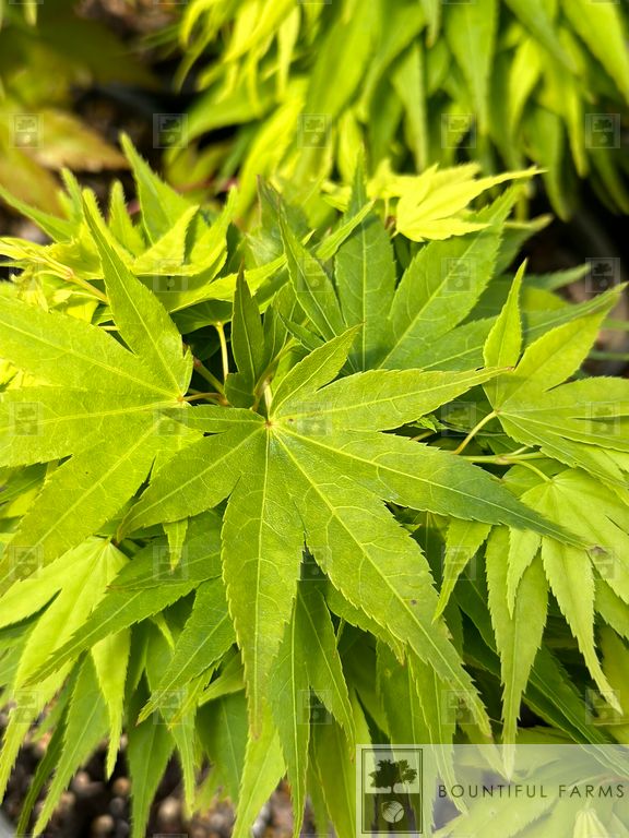 #6 Mikawa Yatsubusa Japanese Maple