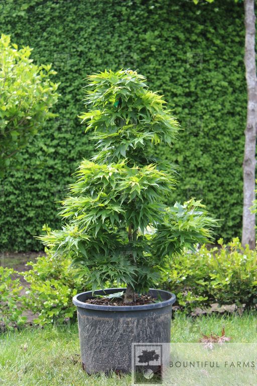 #6 Mikawa Yatsubusa Japanese Maple