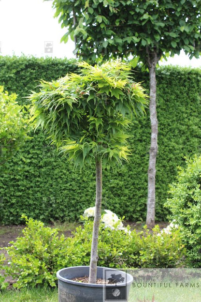 #6 Mikawa Yatsubusa Japanese Maple