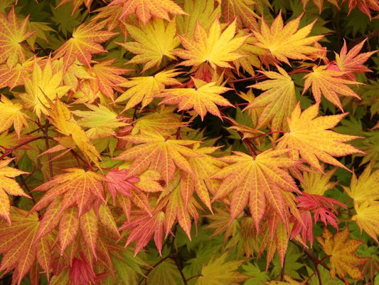 #10 Acer palmatum ‘Moonrise’ Japanese Maple (3–4 ft)