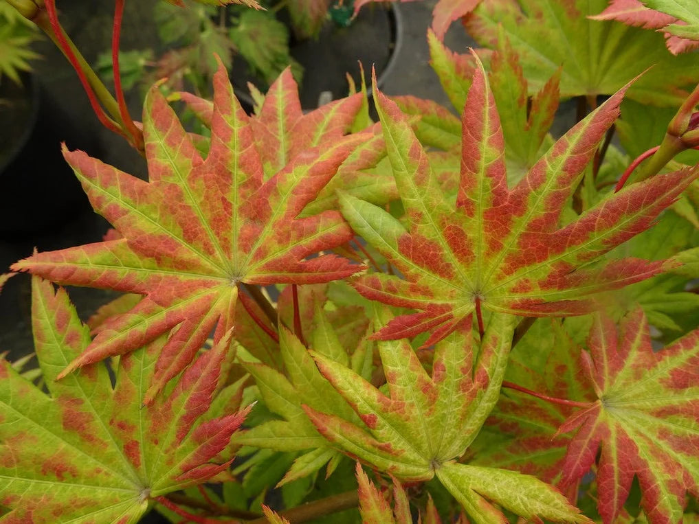 #10 Acer palmatum ‘Moonrise’ Japanese Maple (3–4 ft)