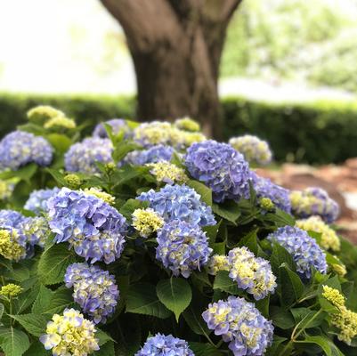 #3 Hydrangea macrophylla ‘Nantucket Blue’ Hydrangea