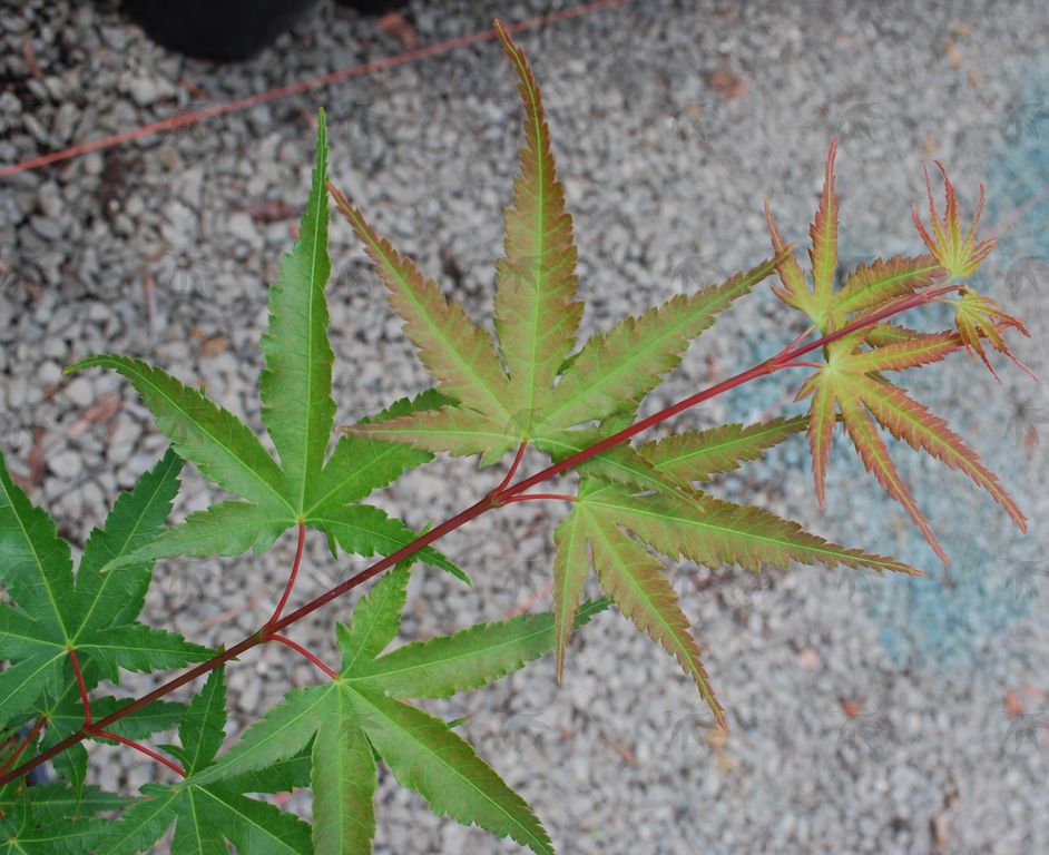 #3 Acer palmatum ‘Nishiki Gawa’ Pine Bark Japanese Maple