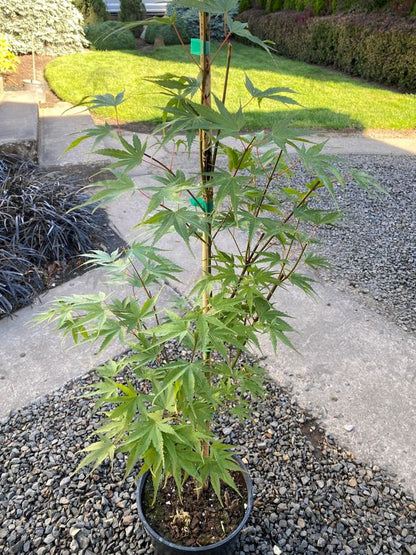 #3 Acer palmatum ‘Nishiki Gawa’ Pine Bark Japanese Maple