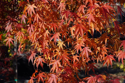 #3 Acer palmatum ‘Nishiki Gawa’ Pine Bark Japanese Maple