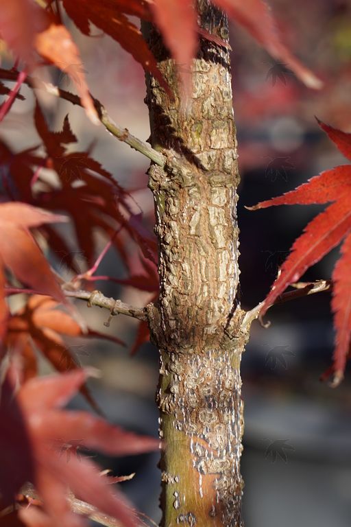 #3 Acer palmatum ‘Nishiki Gawa’ Pine Bark Japanese Maple