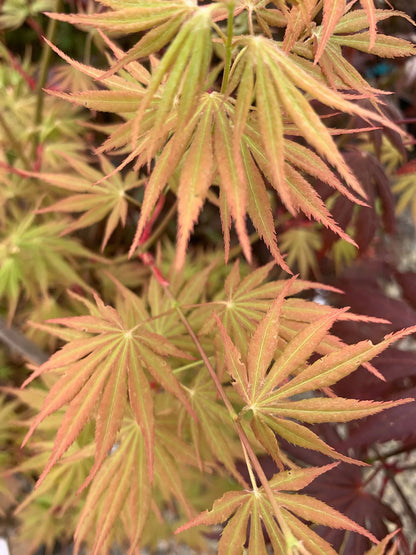 #15 Acer palmatum ‘Orange Flame’ Japanese Maple