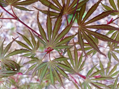 #15 Acer palmatum ‘Orange Flame’ Japanese Maple