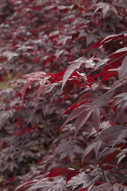 #10 Acer palmatum ‘Oshio Beni’ Japanese Maple