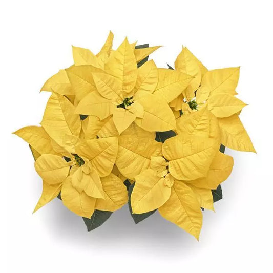 6" Poinsettia – Premium Lemon