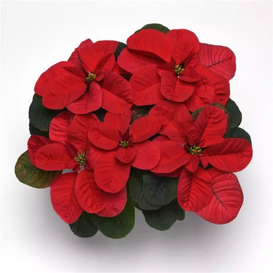 6" Poinsettia – Premium Mouse