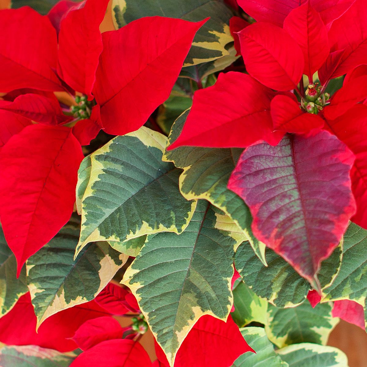 6" Poinsettia – Premium Tapestry