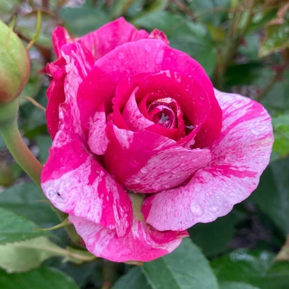 #3 Rosa ‘Parade Day’ Rose