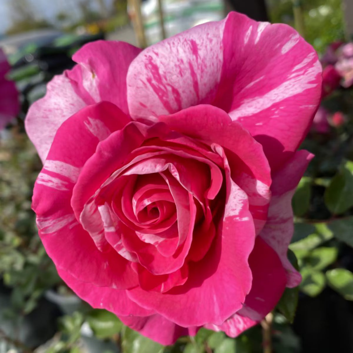 #3 Rosa ‘Parade Day’ Rose