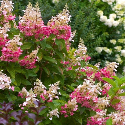 #7 Hydrangea paniculata ‘Pink Diamond’ Hydrangea (Standard)