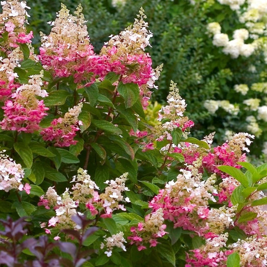 #7 Hydrangea paniculata ‘Pink Diamond’ Hydrangea (Standard)