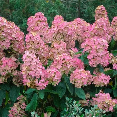 #7 Hydrangea paniculata ‘Pink Diamond’ Hydrangea (Standard)
