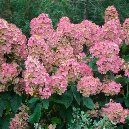 #7 Hydrangea paniculata ‘Pink Diamond’ Hydrangea (Standard)