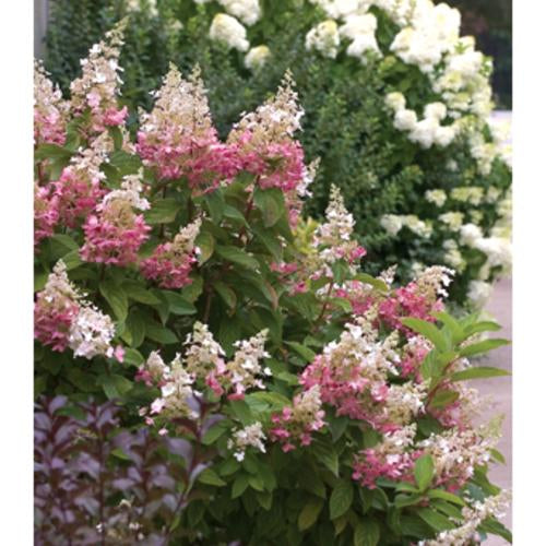 #6 Hydrangea paniculata ‘Pinky Winky’ Hydrangea