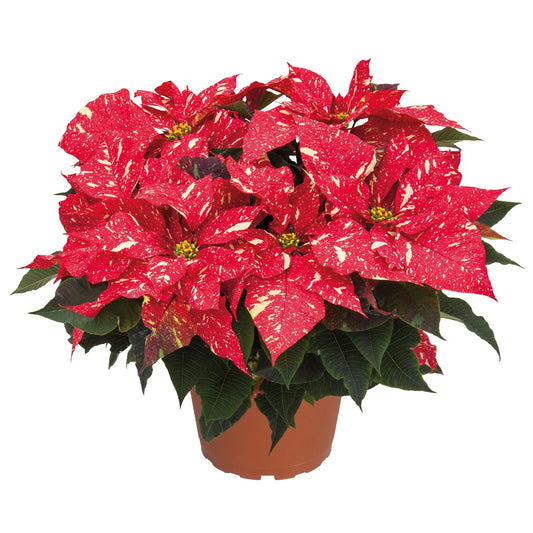 10" Poinsettia – Red Glitter