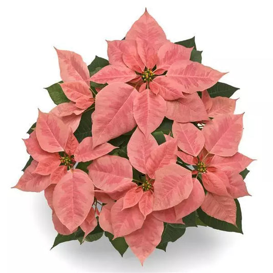 6.5" Poinsettia – Pink Champagne