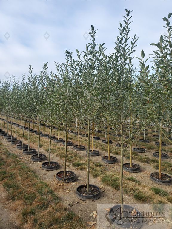 Prairie Reflections® Willow