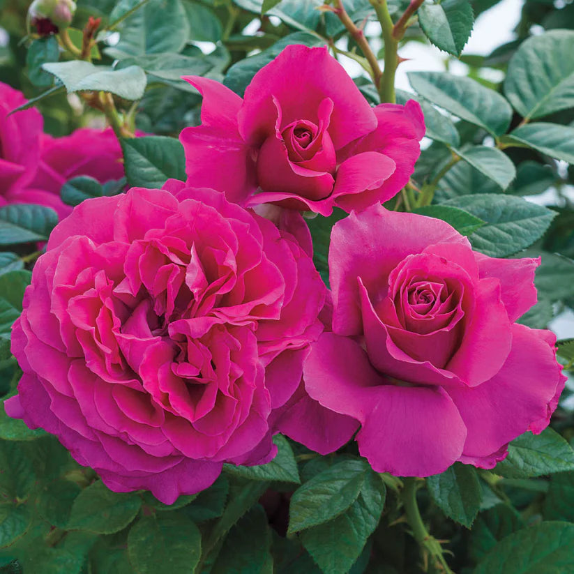 #3 Rosa ‘Pretty Lady’ Rose