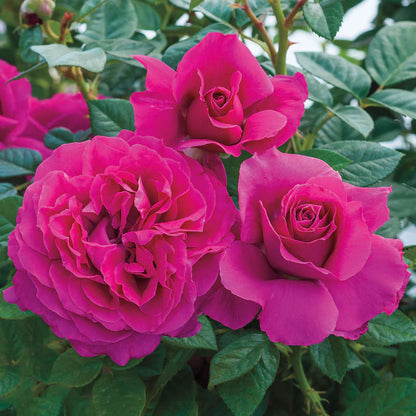 #3 Rosa ‘Pretty Lady’ Rose