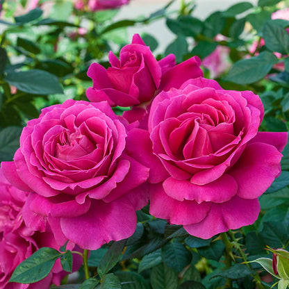 #3 Rosa ‘Pretty Lady’ Rose