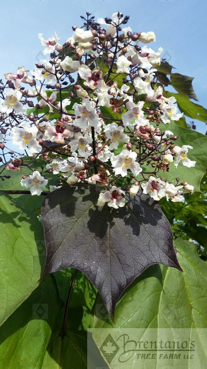 Purple Catalpa