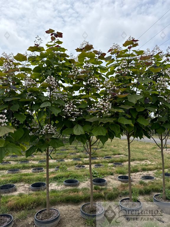 Purple Catalpa